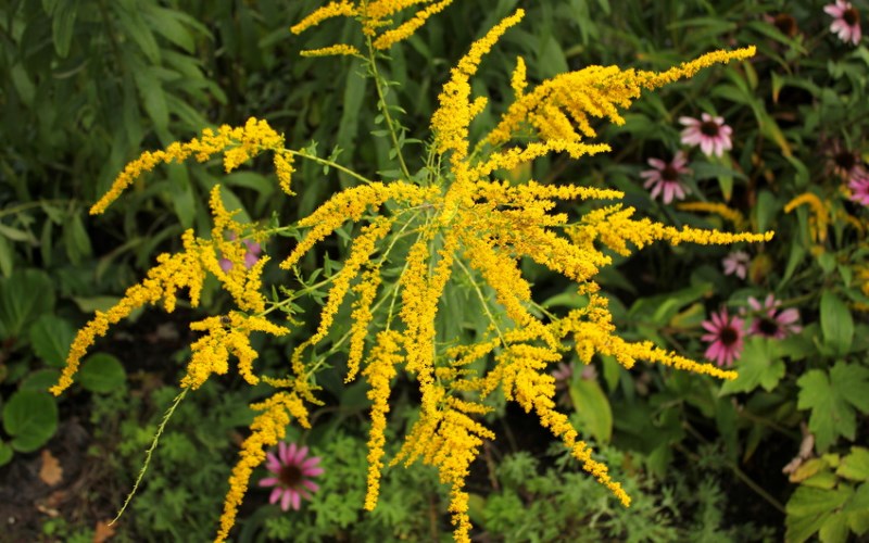 L'ambroisie est une plante allergisante