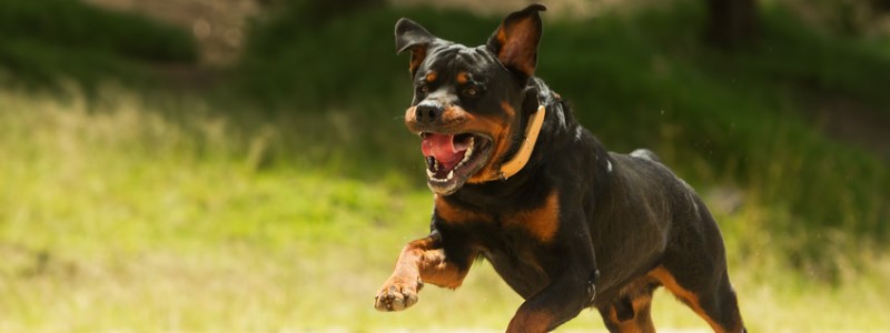 Réglementation chiens dangereux Satolas-et-Bonce