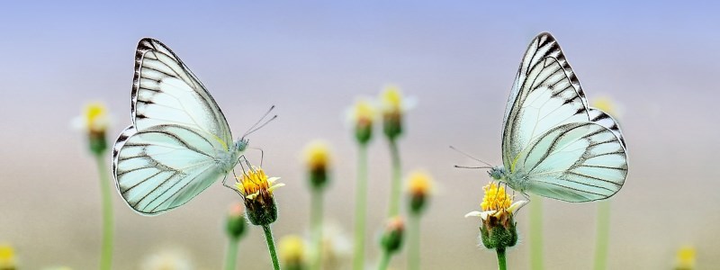 Papillons Satolas-et-Bonce