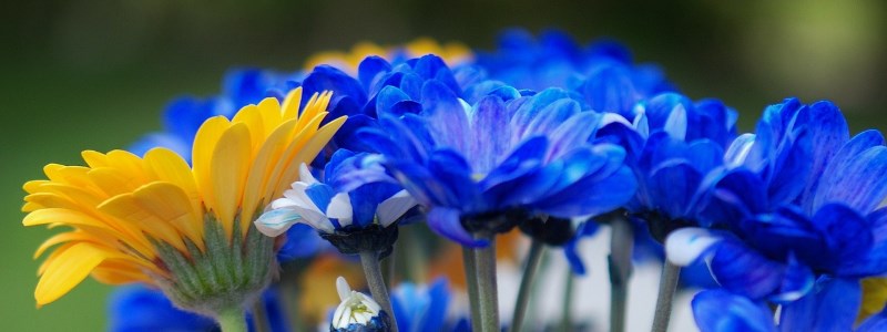 Bouquet de fleurs