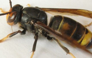 lutte-contre-le-frelon-asiatique