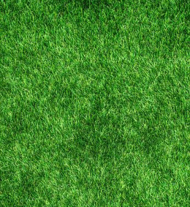 herbe