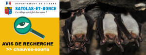chauves-souris