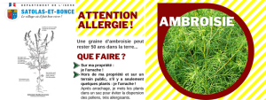 ambroisie-siteweb(1)