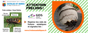 frelons-site(1)