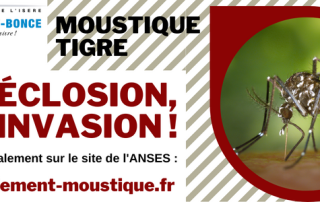 moustiques-site