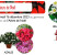 fleurs-SDE-2023